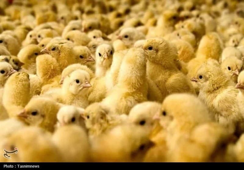 مرغداران جوجه یک‌روزه با قیمت‌های کاذب نخرند
