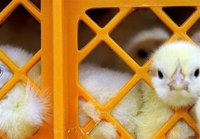 قیمت جوجه 30 هزار تومان کاهش یافت