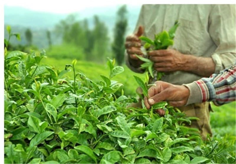 ؜ 44 هزار تن برگ سبز چای خریداری شد/ آغازچین دوم چای از اواخر خرداد
