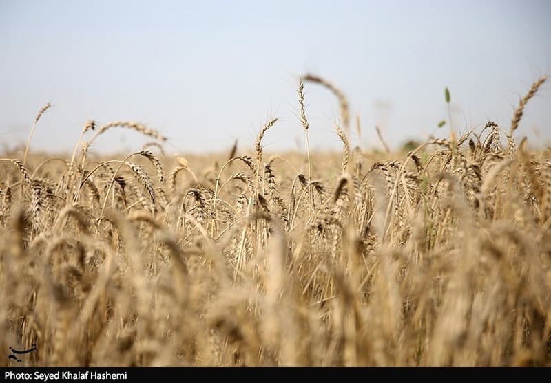 ؜ 2.5 میلیون تن گندم خریداری شد؛ پرداخت‌ مطالبات فعلاً علی‌الحساب است